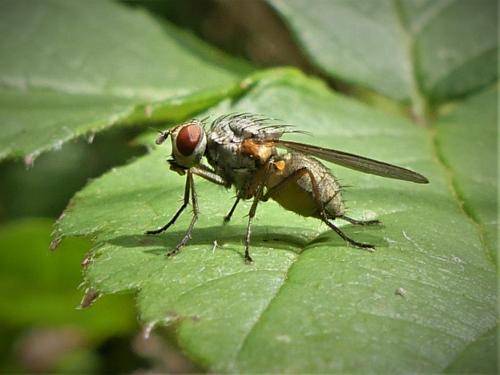 Botanophila fugax
